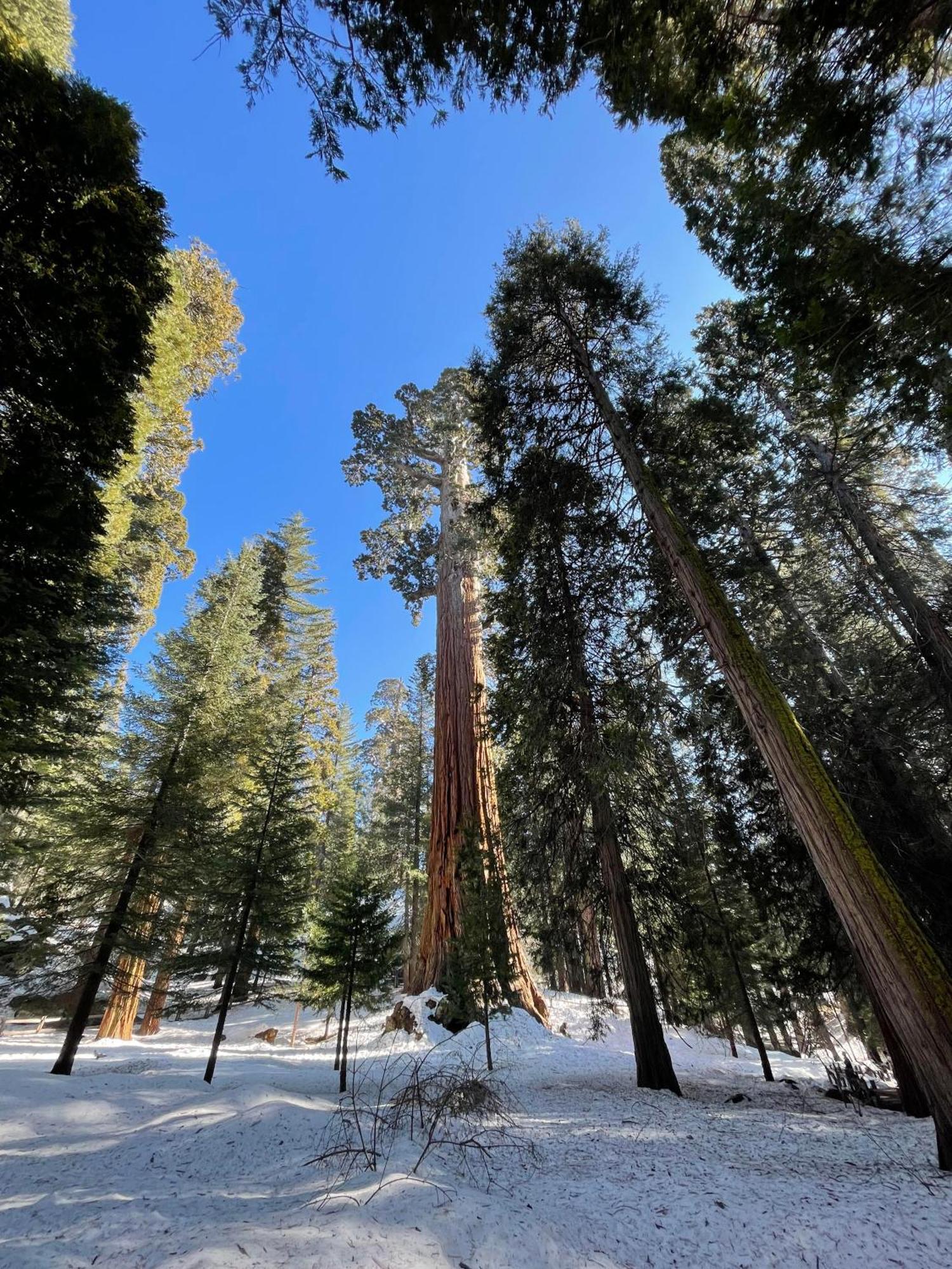 Enchanted Forest Dome ,10-15 Minutes To Kings Canyons-New Pellet Stove For Cozy Warm Nights Dunlap Экстерьер фото